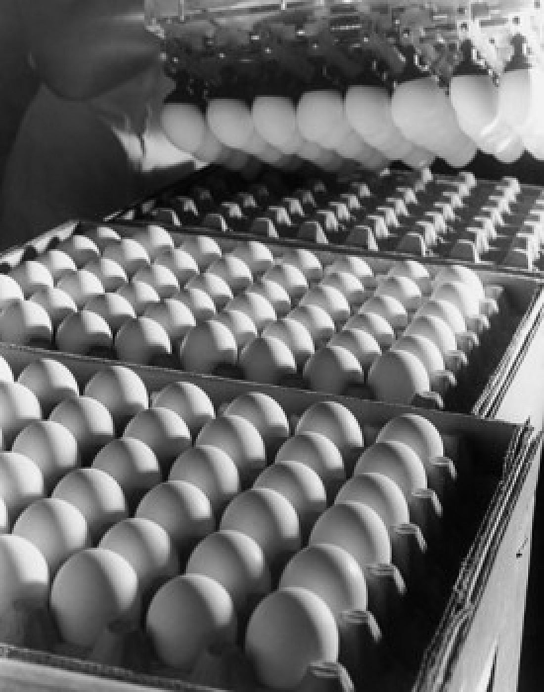Machine placing eggs in egg cartons Canvas Art - (18 x 24)