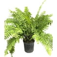 Macho Fern Live Plant in a 10 inch Pot 3 Gallon Nephrolepsis