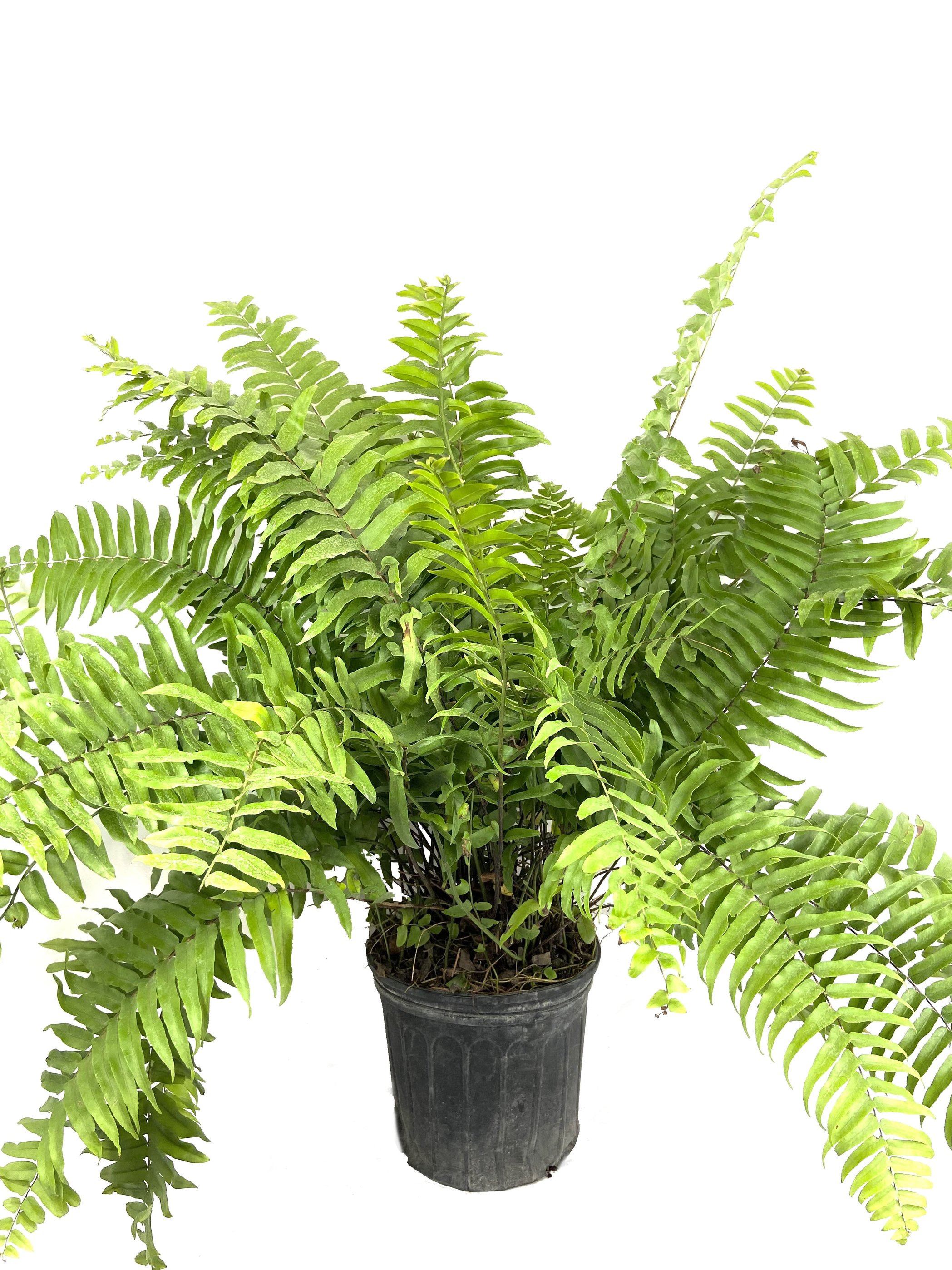 Macho Fern Live Plant in a 10 inch Pot 3 Gallon Nephrolepsis