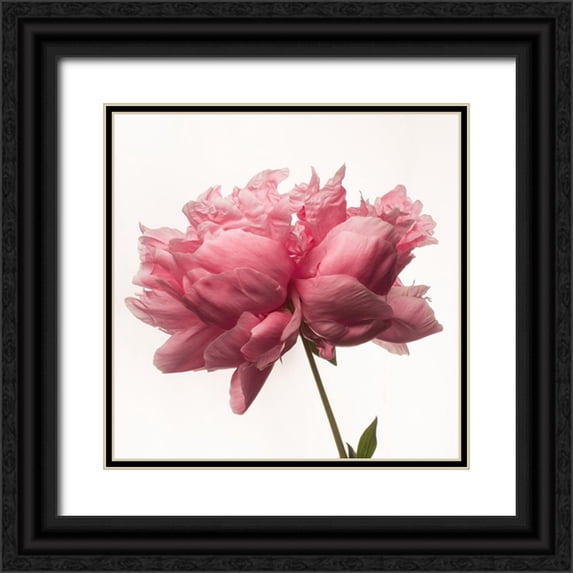 Maclean, Leah 26x26 Black Ornate Wood Framed with Double Matting Museum Art Print Titled - Portrait of a Peony