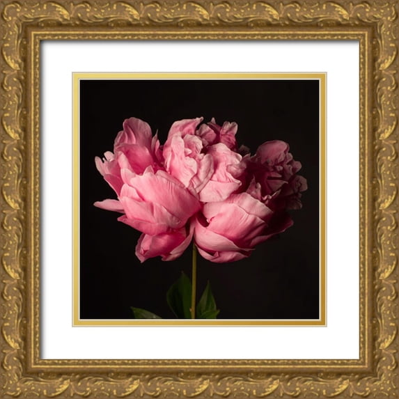 Maclean, Leah 26x26 Gold Ornate Wood Framed with Double Matting Museum Art Print Titled - Perfect Peony