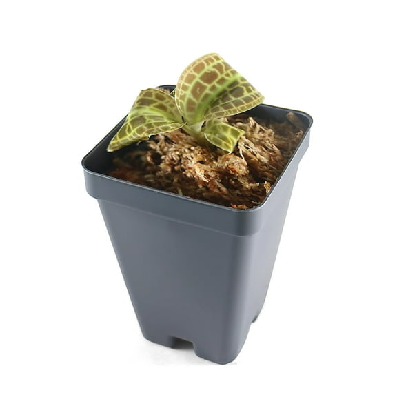 Macodes Sanderiana (Jewel Orchid), Lighting Bolt Patten (Golden Veins), Potted