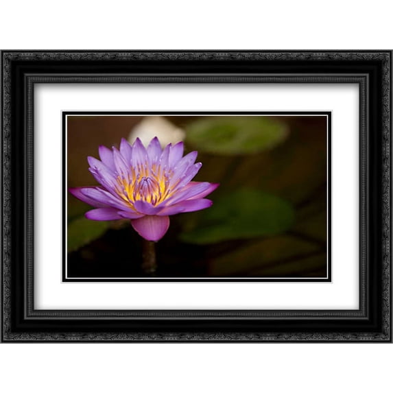 Macro Bloom VI 2x Matted 24x18 Black Ornate Framed Art Print by Millet, Karyn