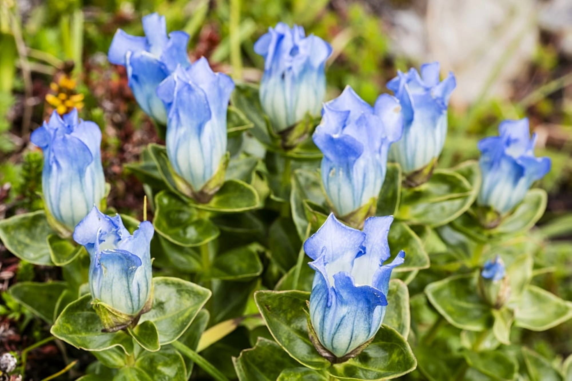 Macro of Broadpetal Gentian (Gentiana platypetala) at Crow Pass in Chugach National Forest in Southcentral Alaska Summer Afternoon Canvas Art - Ray Bulson Design Pics (19 x 12)