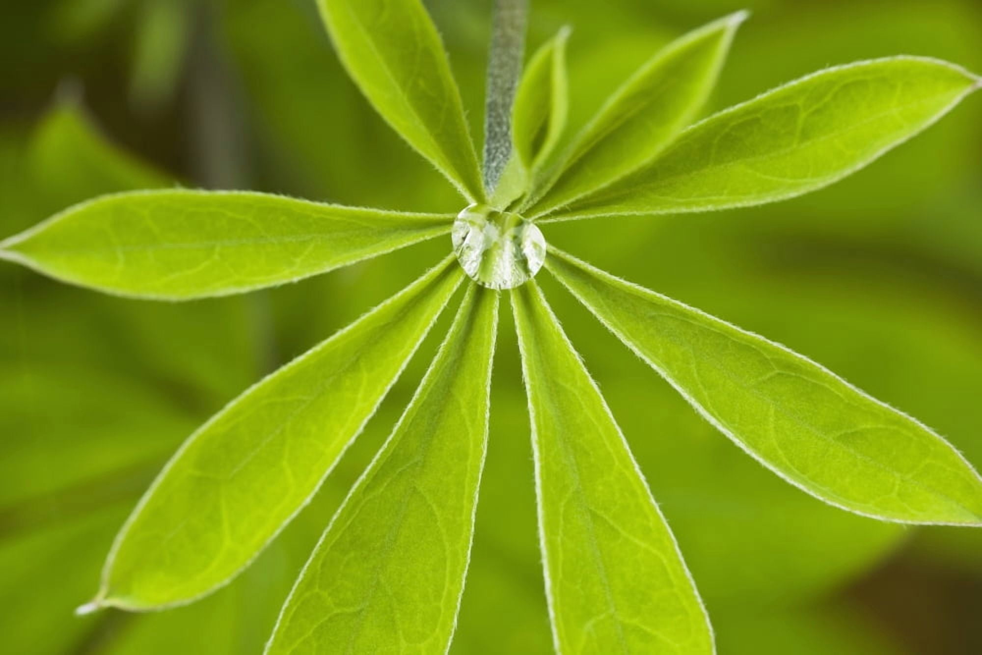 Macro Of A Dew Drop In The Middle Of A Nootka Lupine Leaf Along The Copper River Delta Chugach National Forest Southcentral Alaska Summer Canvas Art - Ray Bulson Design Pics (19 x 12)