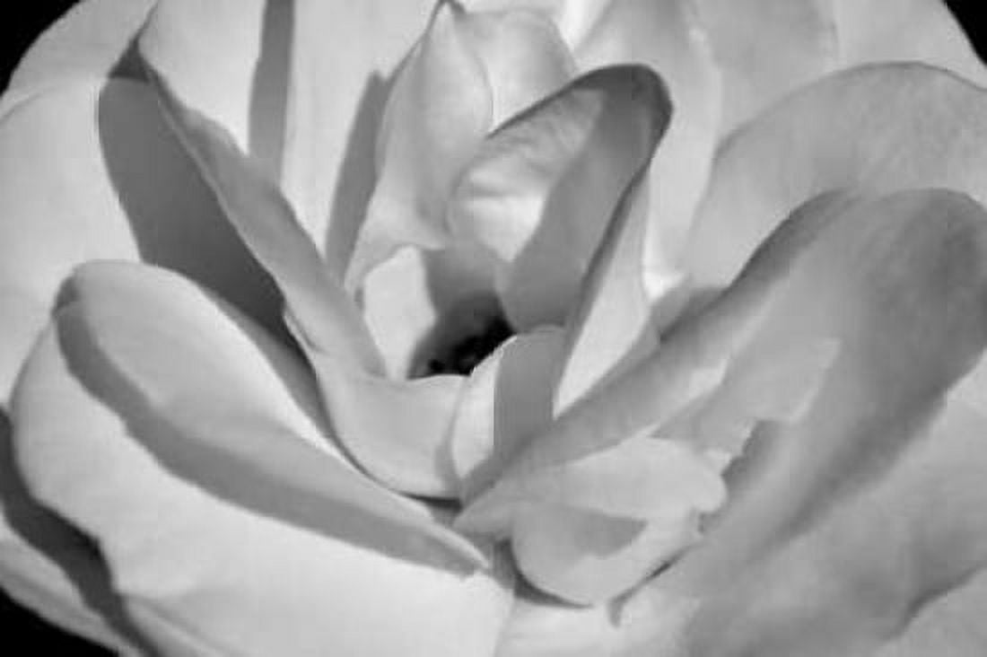 Macro Flower I Canvas Art - Brian Moore (12 x 18)