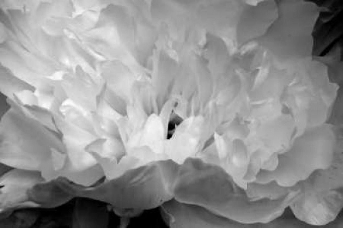 Macro Flower II Canvas Art - Brian Moore (12 x 18)
