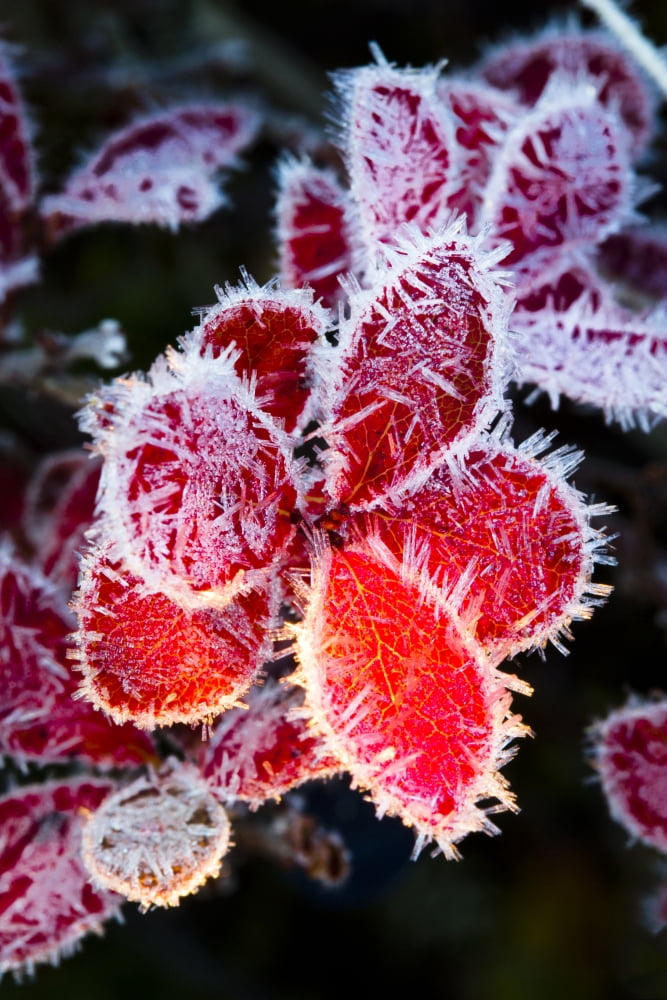 Macro Of Ice Crystals On The Red Leaves Of A Blueberry Plant Maclaren River Area Along Denali Highway Southcentral Alaska Autumn Canvas Art - Lynn Wegener Design Pics (11 x 17)