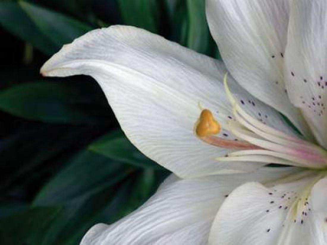 Macro Lily Canvas Art - Jim Christensen (18 x 24)