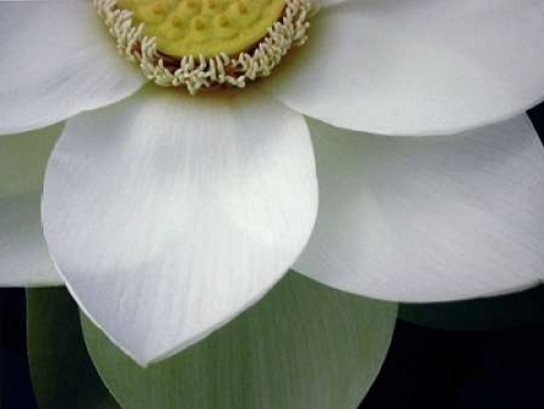 Macro Lotus Canvas Art - Jim Christensen (18 x 24)