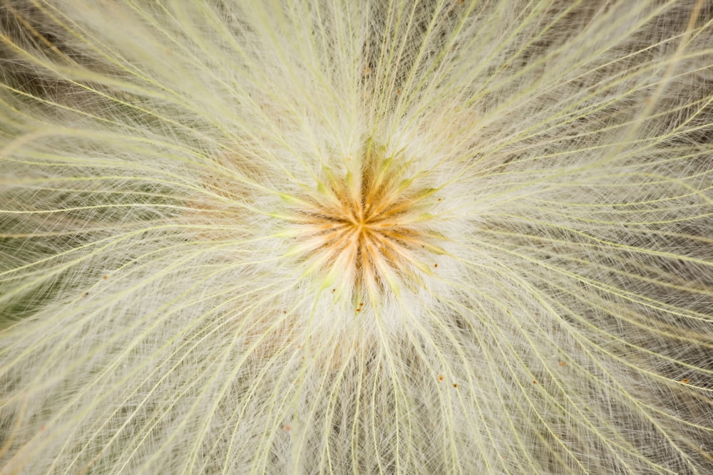 Macro Of Mountain Avens Wildflower Seedhead In Chugach State Park Near Eagle River Southcentral Alaska Summer Canvas Art - Ray Bulson Design Pics (38 x 24)