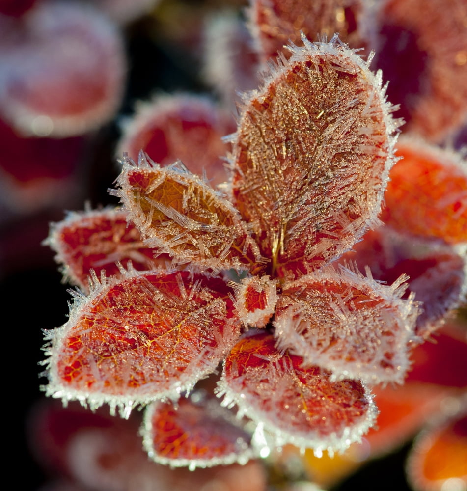 Macro Of Frost On Red Fall Cranberry Leaves Along The Denali Highway Southcentral Alaska Canvas Art - Cathy Hart Design Pics (16 x 17)