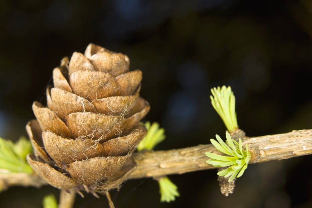 Macro Of Larch Needles And Cone During Spring Anchorage Alaska Canvas Art - Kevin Smith Design Pics (19 x 12)