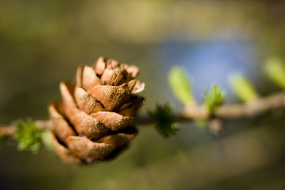 Macro Of Larch Needles And Cone During Spring Anchorage Alaska Canvas Art - Kevin Smith Design Pics (36 x 24)