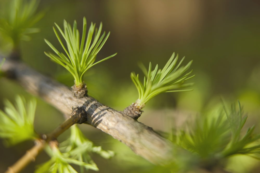 Macro Of Larch Needles Emerging During Spring Anchorage Alaska Canvas Art - Kevin Smith Design Pics (19 x 12)