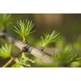 thumbnail image 1 of Macro Of Larch Needles Emerging During Spring, Anchorage, Alaska Poster Print (19 x 12), 1 of 3