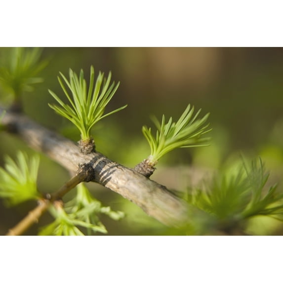 Macro Of Larch Needles Emerging During Spring, Anchorage, Alaska Poster Print (19 x 12)