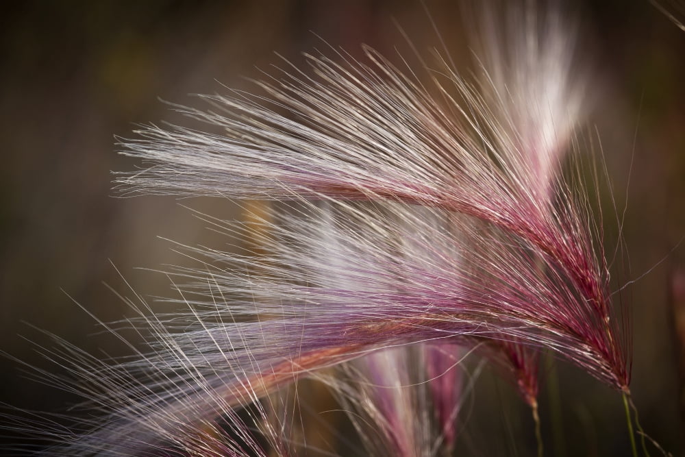 Macro Of Pink Grass In The Maclaren River Valley Southcentral Alaska Autumn Canvas Art - Ken Baehr Design Pics (38 x 24)