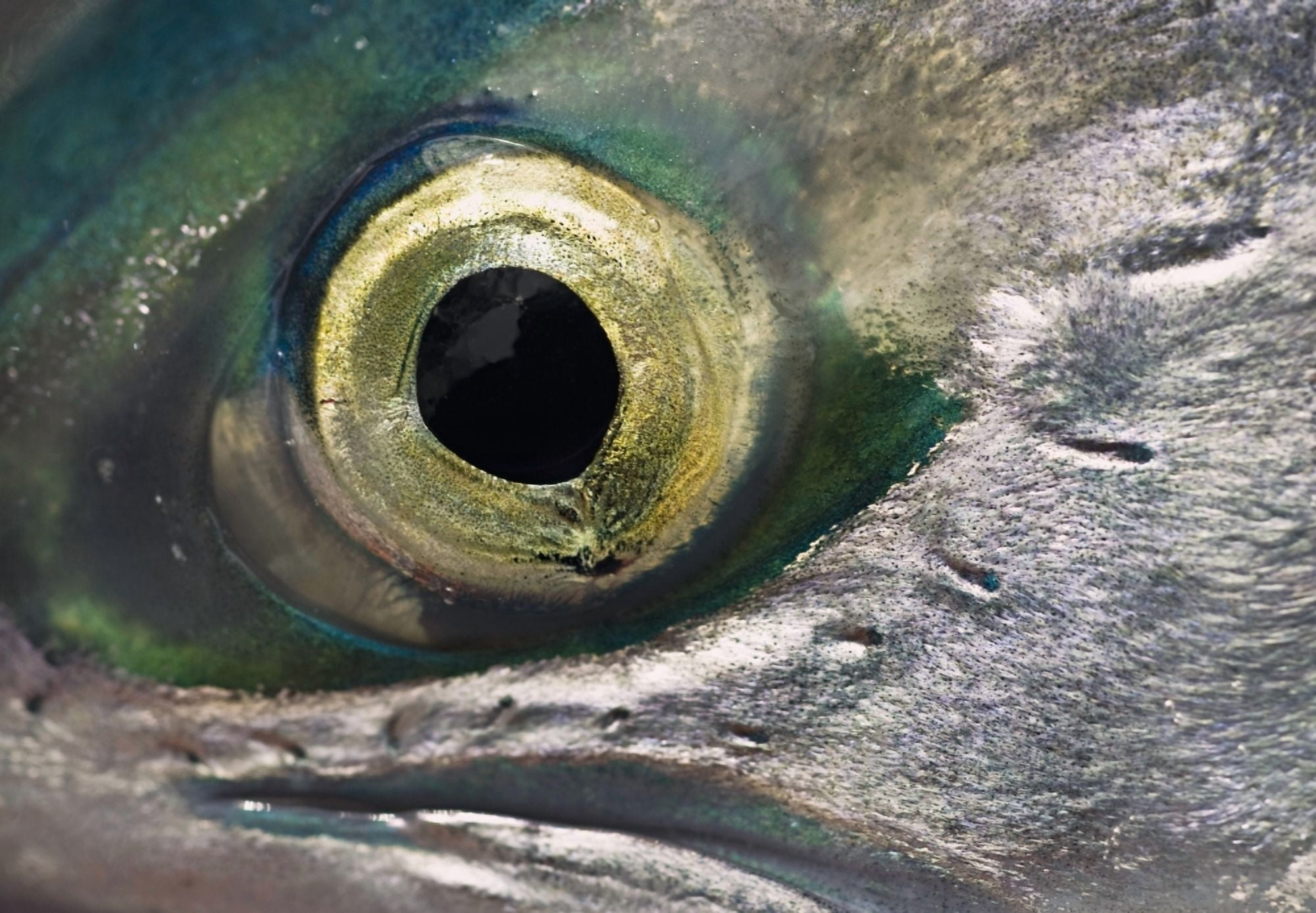 Macro Of The Eye Of An Sockeye Salmon Southwest Alaska Canvas Art - Chris Miller Design Pics (17 x 11)