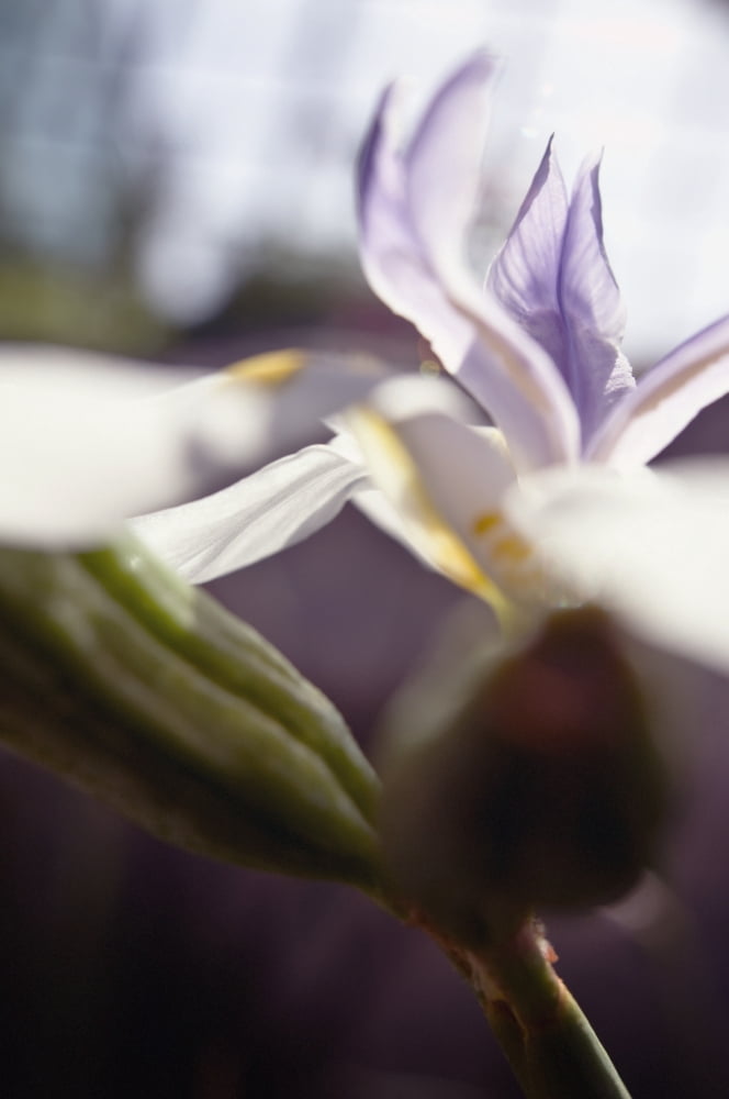 Macro Of White Iris Blossom Canvas Art - Ray Laskowitz Design Pics (12 x 19)