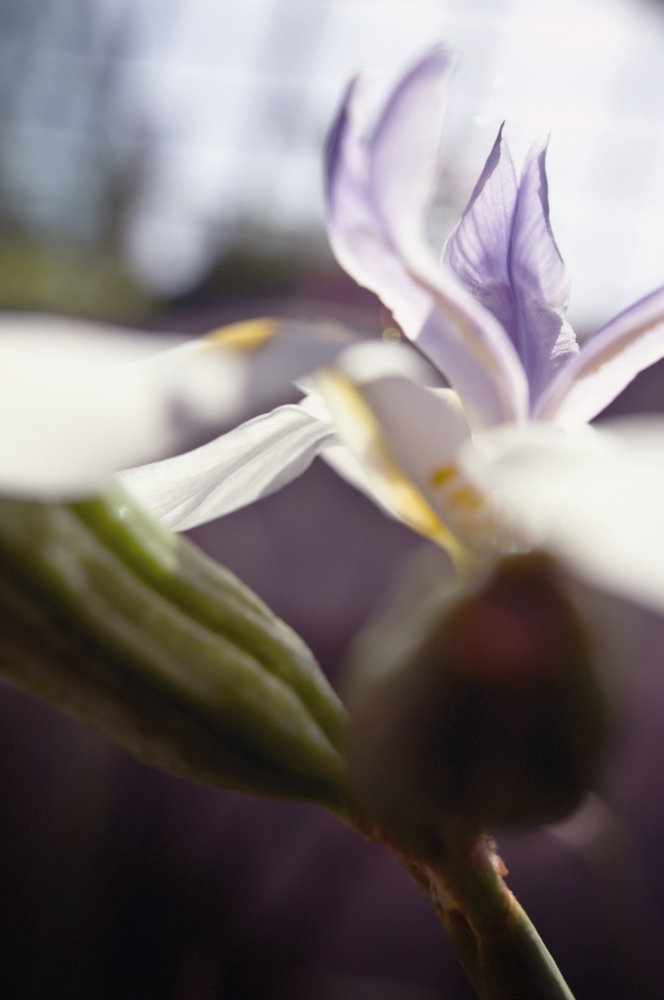 Macro Of White Iris Blossom Canvas Art - Ray Laskowitz Design Pics (24 x 38)