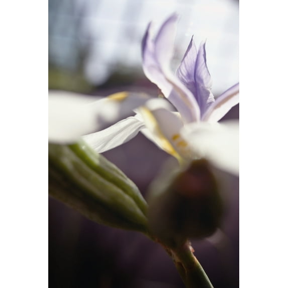 Macro Of White Iris Blossom Poster Print (12 x 19)