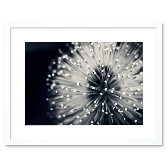 Macro Photoghraph Plant Flower Pollen Black and White Beautiful Nature Close Up Picture Framed Wall Art Print Picture 12X16 inch