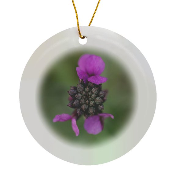 3drose, Macro Photograph of a Bowles Mauve Wallflower Blooming in the Winter., Circle Porcelain Ornament