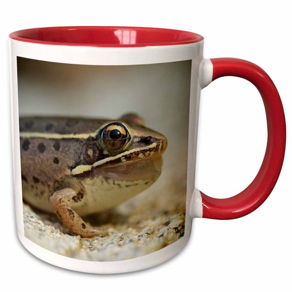 3drose, Macro Photograph of a Southern Leopard Frog After Catching a Bug., 11oz Two-tone Red Mug