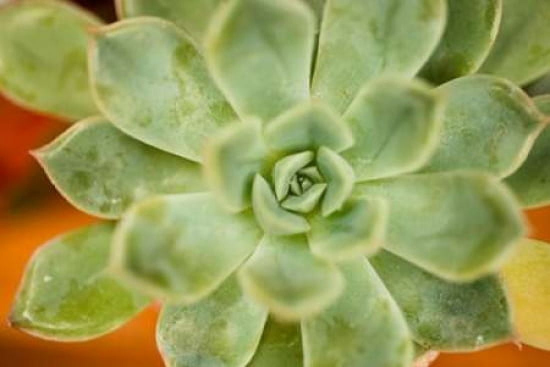 Macro Succulent I Canvas Art - Erin Berzel (24 x 36)