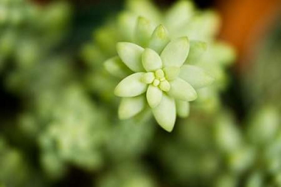 Macro Succulent II Canvas Art - Erin Berzel (24 x 36)
