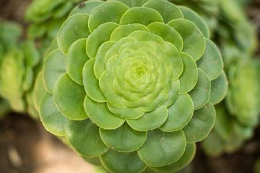 Macro Succulent III Canvas Art - Erin Berzel (24 x 36)