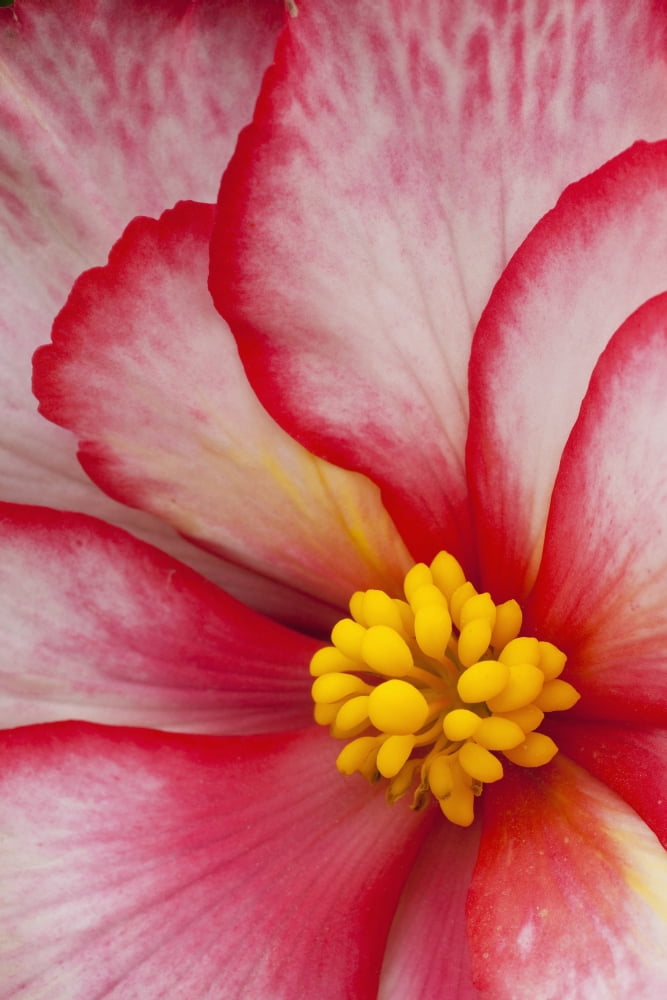 Macro View Of A Variegated Begonia Flower Canvas Art - John Delapp Design Pics (12 x 19)