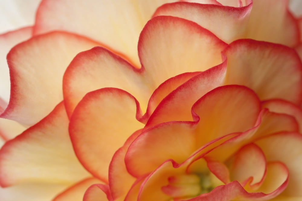 Macro View Of Begonia Petals Girdwood Southcentral Alaska Summer Canvas Art - Ken Baehr Design Pics (19 x 12)