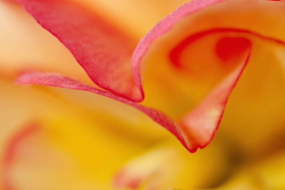 Macro View Of Begonia Petals Girdwood Southcentral Alaska Summer Canvas Art - Ken Baehr Design Pics (19 x 12)