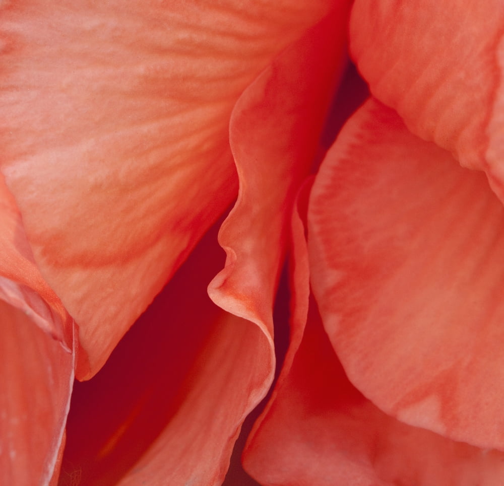 Macro View Of Red Begonia Petals Girdwood Southcentral Alaska Summer Canvas Art - Ken Baehr Design Pics (24 x 24)