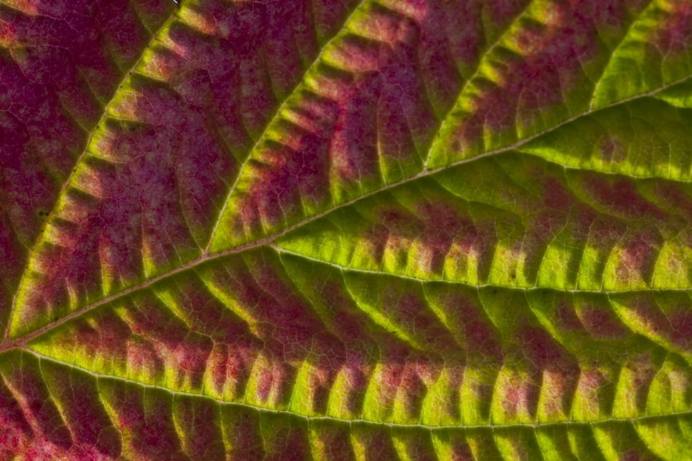 Macro View Of Salmonberry Leaf Changing Colors In Autumn Kodiak Island Southwest Alaska Fall Canvas Art - Marion Owen Design Pics (34 x 22)