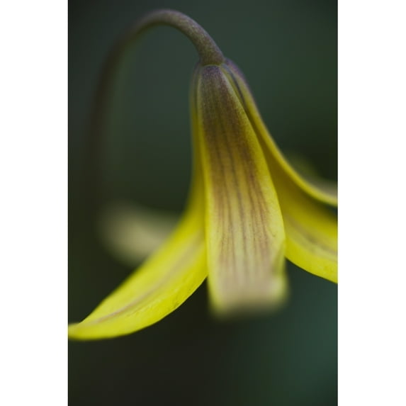 Macro detail of a small yellow flower; Ontario, Canada Poster Print (24 x 38)