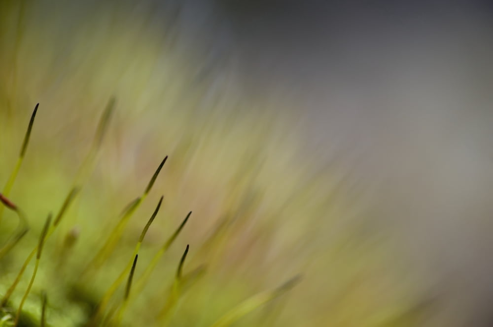 Macro details of the forest floor Ontario Canada Canvas Art - James Smedley Design Pics (19 x 12)