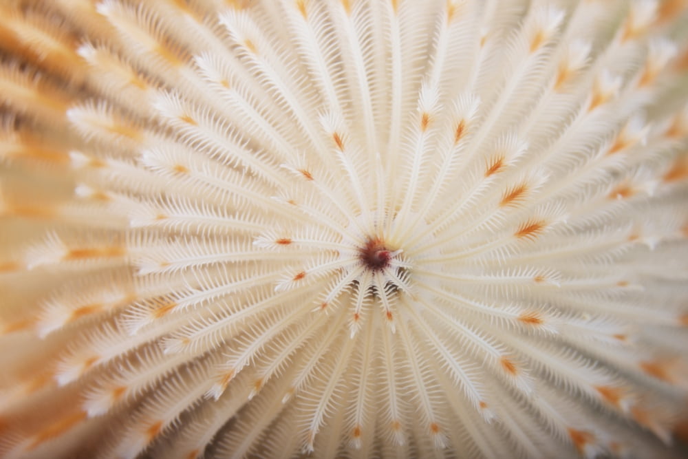 Macro image of a Christmas Tree Worm Canvas Art - Terry MooreStocktrek Images (35 x 23)