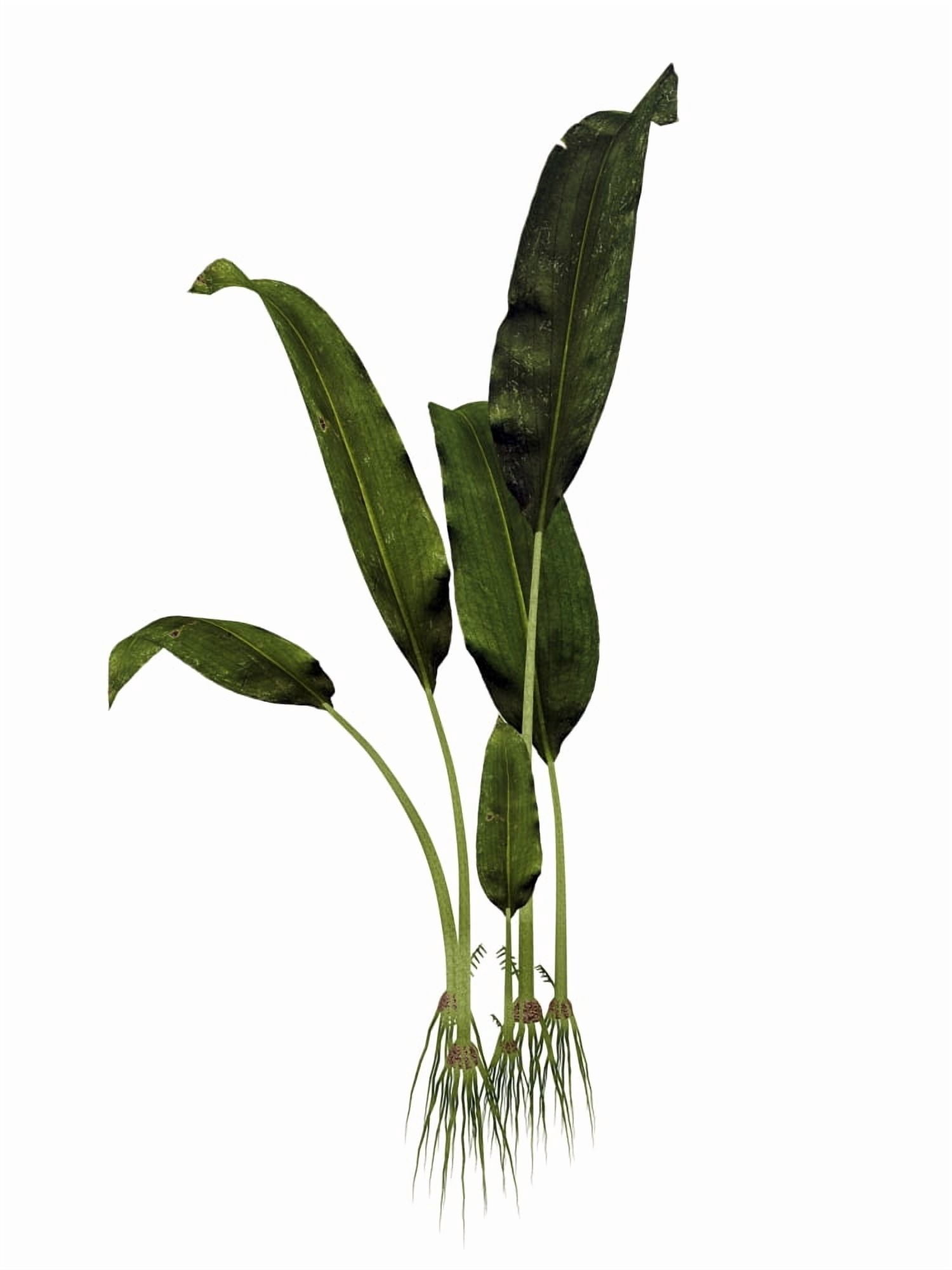 Macrotaeniopteris prehistoric plant Canvas Art - Elena DuvernayStocktrek Images (25 x 33)