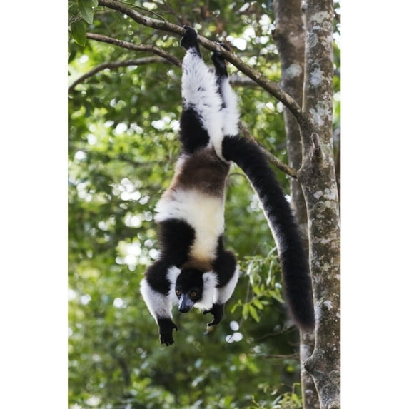 Madagascar Akanin'ny Nofy Reserve. Black-and-white ruffed lemur hanging upside down Poster Print by Ellen Goff