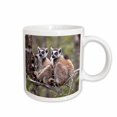 thumbnail image 1 of 3drose, Madagascar, Amboasary, Berenty Reserve. Lemurs Huddling for Warmth., 11oz Mug, 1 of 6
