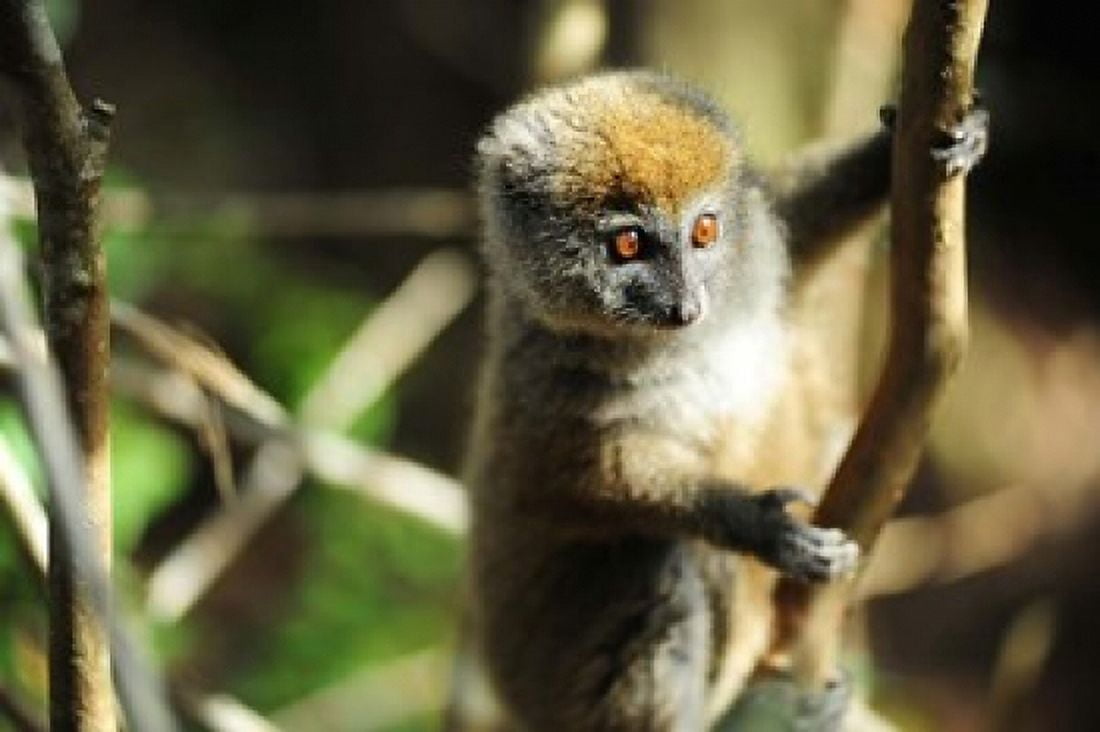 Madagascar Andasibe Ile Aux Lemuriens baby Golden Bamboo Lemur Canvas Art - Anthony Asael DanitaDelimont (29 x 19)