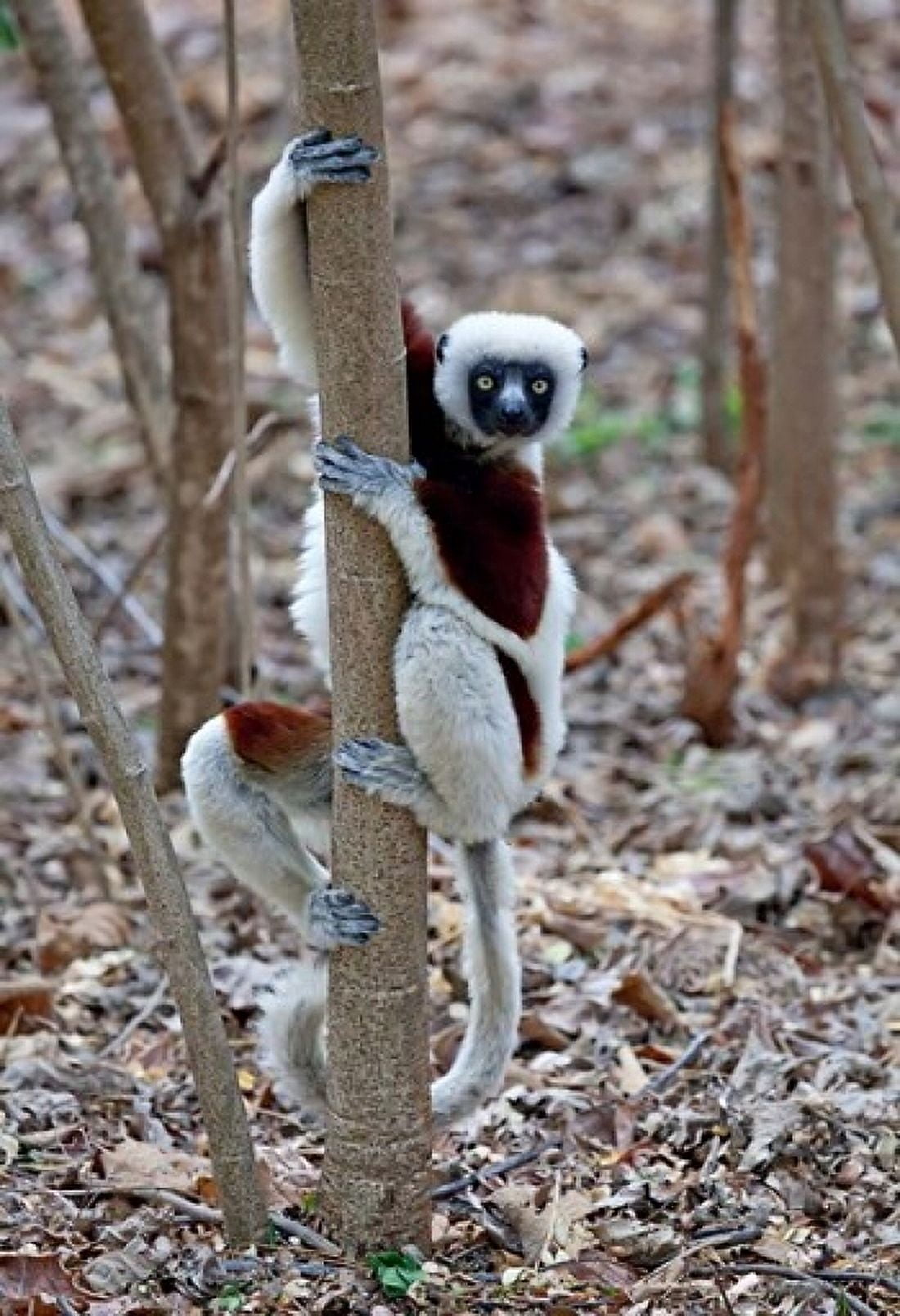Madagascar Ankarafantsika Coquerels Sifaka primate Canvas Art - Charles Sleicher DanitaDelimont (18 x 24)