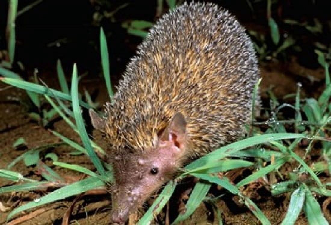 Madagascar Ankarana Greater Hedgehog tenrec wildlife Canvas Art - Pete Oxford DanitaDelimont (35 x 24)