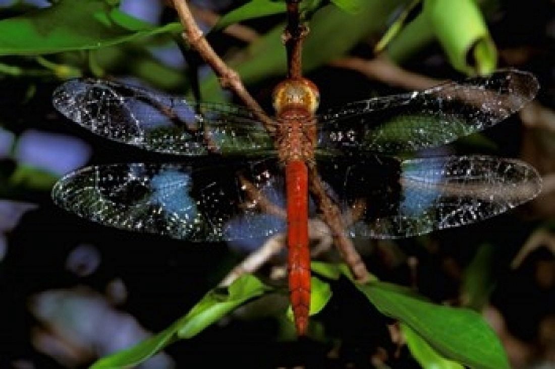 Madagascar Ankarana Reserve Malagasy Dragonfly insect Canvas Art - Pete Oxford DanitaDelimont (24 x 15)