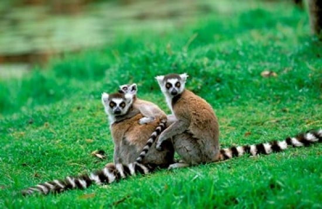 Madagascar Antananarivo Ring-tailed lemur primate Canvas Art - Pete Oxford DanitaDelimont (18 x 12)
