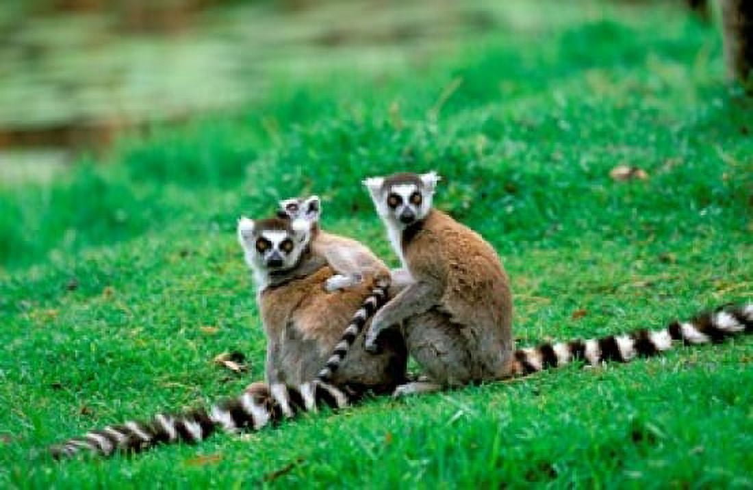 Madagascar Antananarivo Ring-tailed lemur primate Canvas Art - Pete Oxford DanitaDelimont (36 x 24)