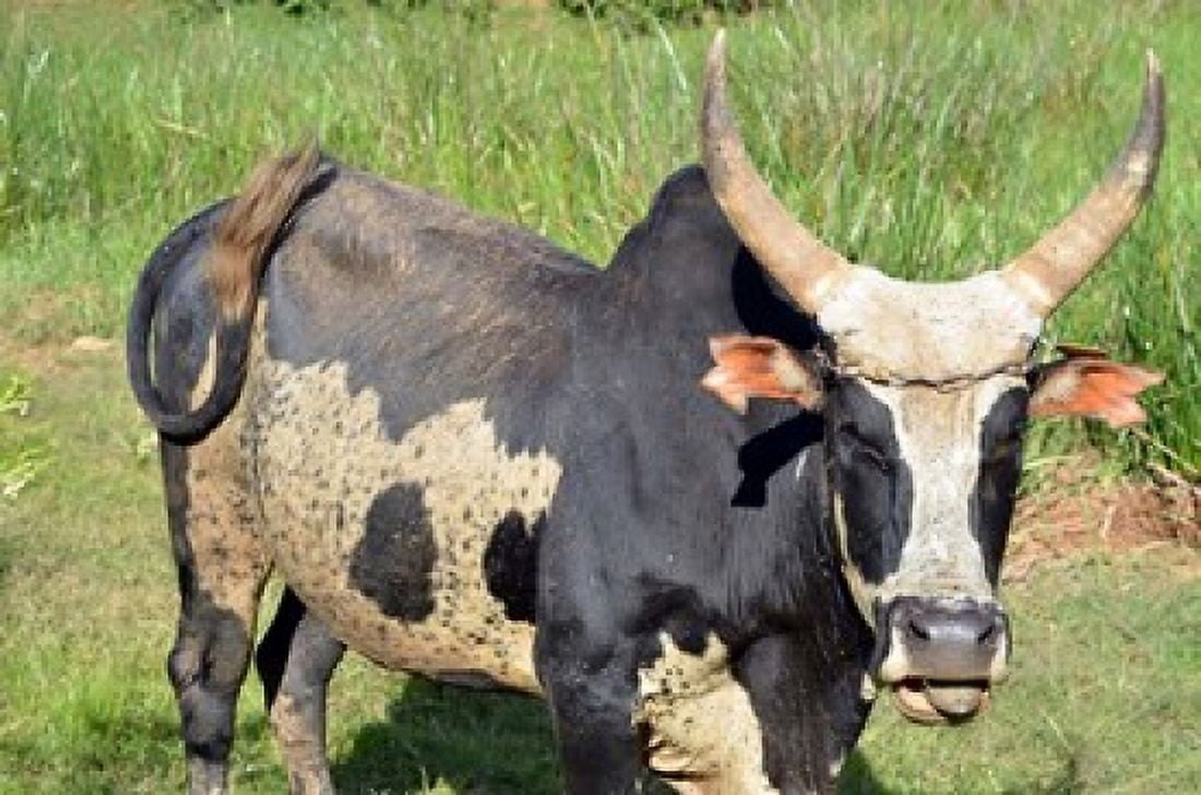 Madagascar Antananarivo ox with large horn Canvas Art - Anthony Asael DanitaDelimont (33 x 22)